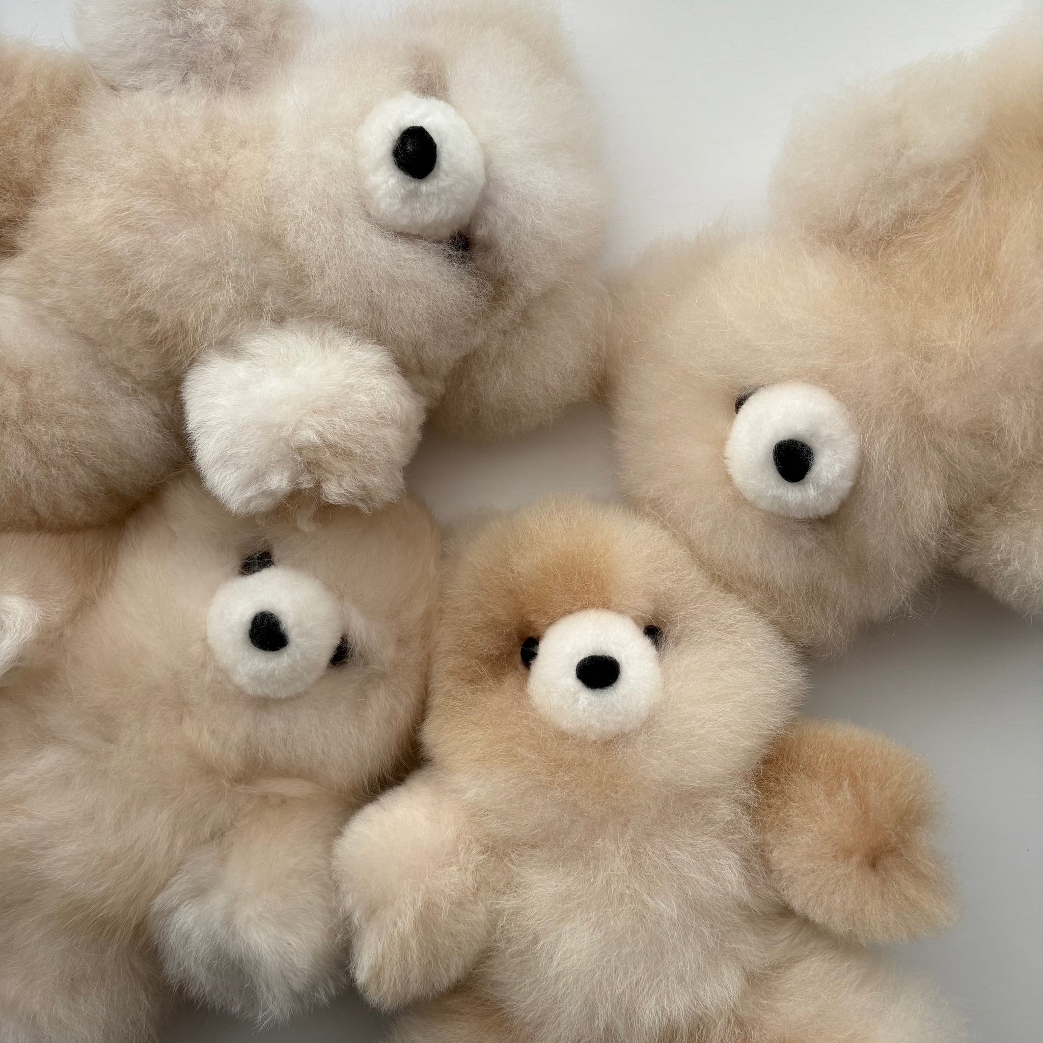 alpaca bear premium – R I K O T A